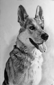 Dibujo realista a lápiz y carboncillo de un perro pastor, retrato animal por encargo